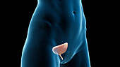 Urinary bladder and urethra, illustration