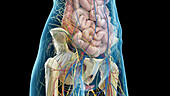 Organs of the abdomen and pelvis, illustration