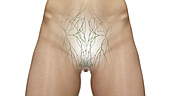 Lymphatic vessels of the abdomen and pelvis, illustration
