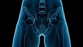 Bones of the pelvis, illustration