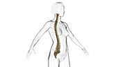 Spine, illustration