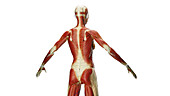 Muscular system, illustration