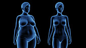 Female body transformation, illustration