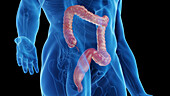 Male large intestine, illustration