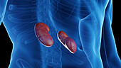 Male kidneys, illustration