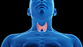 Male thyroid gland, illustration