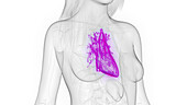 Female heart, illustration