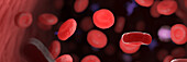 Circulating blood cells, illustration