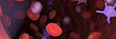 Circulating blood cells, illustration