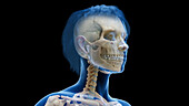 Female head and neck bone, illustration