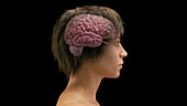 Female brain, illustration