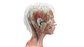 Head and neck muscles, illustration