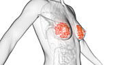 Female mammary glands, illustration