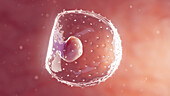 Embryo at first week gestation, illustration