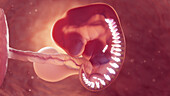 Vertebra of 6 week embryo, illustration