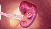 Cardiovascular system of 7 week embryo, illustration