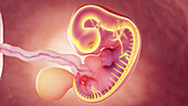 Nervous system of 7 week embryo, illustration
