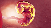 Nervous system of 8 week embryo, illustration