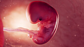 Foetus at 8 weeks, illustration