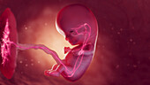 Cardiovascular system of 10 week foetus, illustration