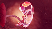 Organs of 10 week embryo, illustration