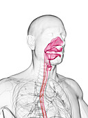 Mouth and upper airway, illustration