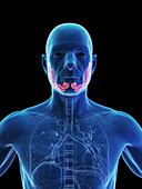 Salivary glands, illustration