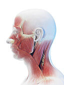 Muscles of the face and neck, illustration