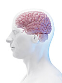 Male brain, illustration
