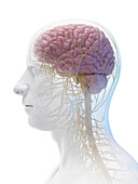 Male central nervous system, illustration
