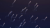 Sperm, illustration