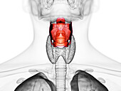 Human larynx, illustration