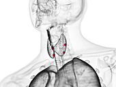 Parathyroid glands, illustration