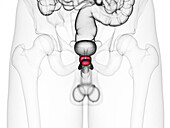 Prostate, illustration