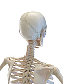 Bones of the upper torsi, illustration