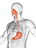 Male alimentary tract, illustration