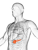 Male pancreas, illustration