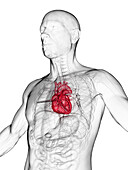 Male heart, illustration