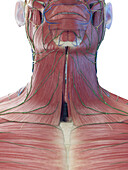 Male superficial neck muscles, illustration