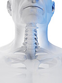 Male cervical spine, illustration