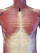 Male superficial torso muscles, illustration