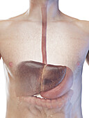 Male visceral organs, illustration