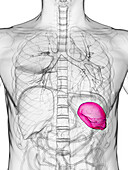 Male spleen, illustration