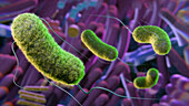 Gut microbiome, conceptual illustration