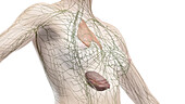 Lymphatic system of the torso, illustration