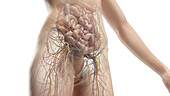Internal organs of the abdomen and pelvis, illustration