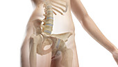 Bones of the abdomen and pelvis, illustration