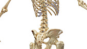 Bones of the abdomen and pelvis, illustration