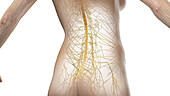 Nervous system of the abdomen and pelvis, illustration