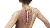 Upper back anatomy, illustration
